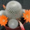 Rebutia_muscula_1